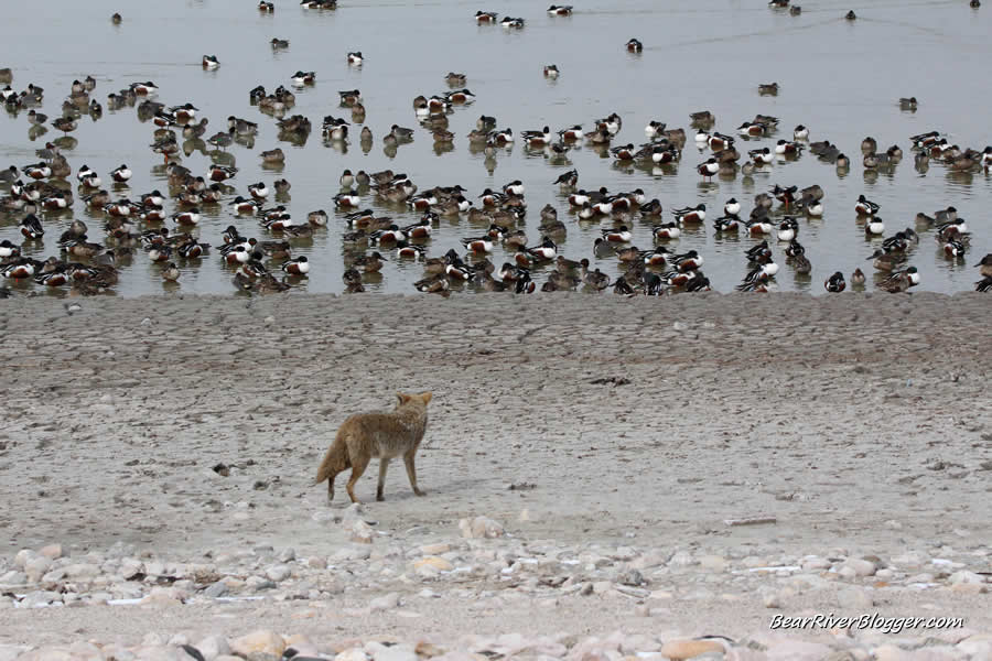 coyote hunting ducks on the edge of the great salt lake