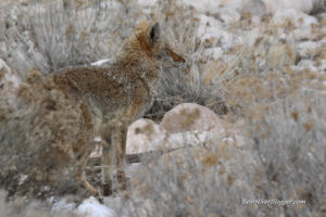 coyote on antelope island