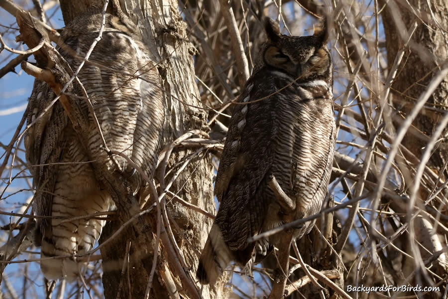 a pair of great horned owls perched in a tree