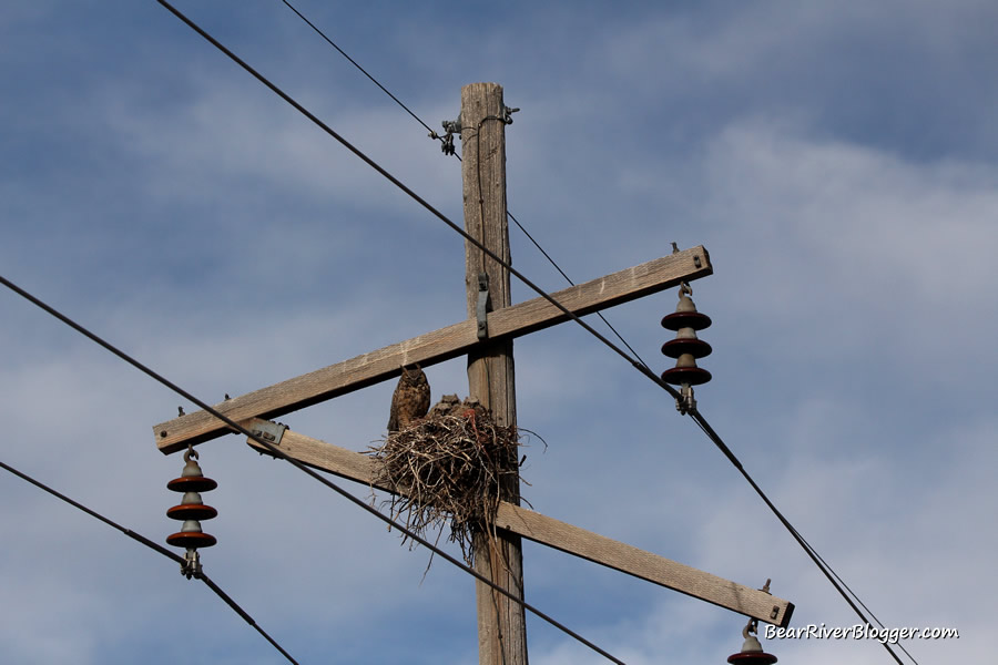 great horned owl nest on a telephone pole