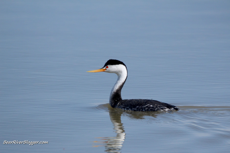 clark's grebe in the water on the bear river migratory bird refuge