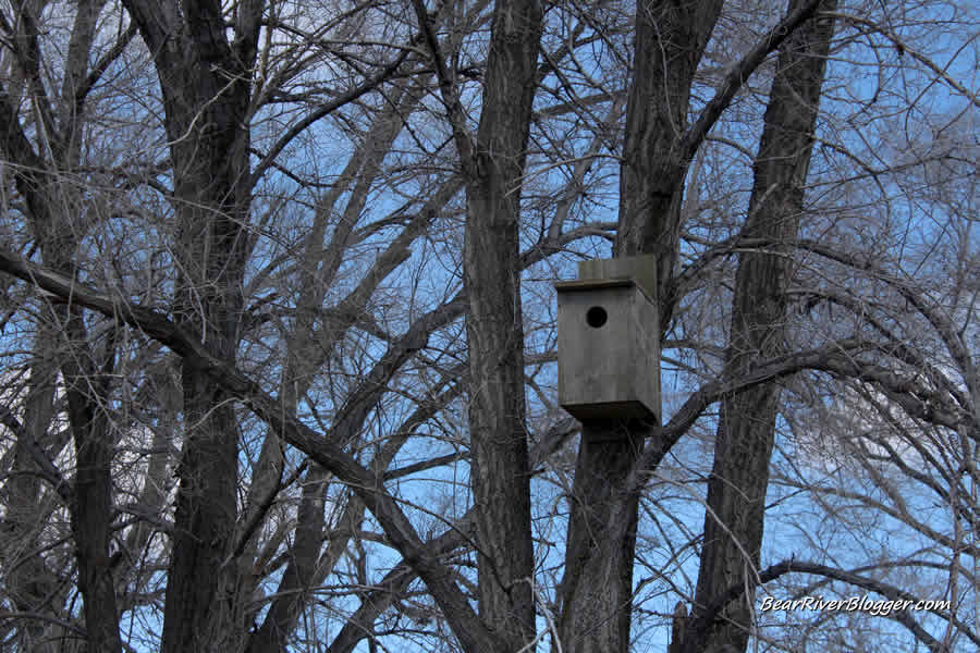 kestrel box in a tree
