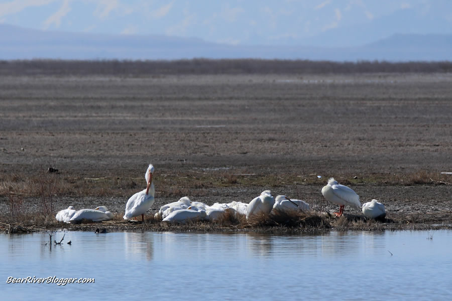 flock of american white pelicans sitting on the bear river migratory bird refuge