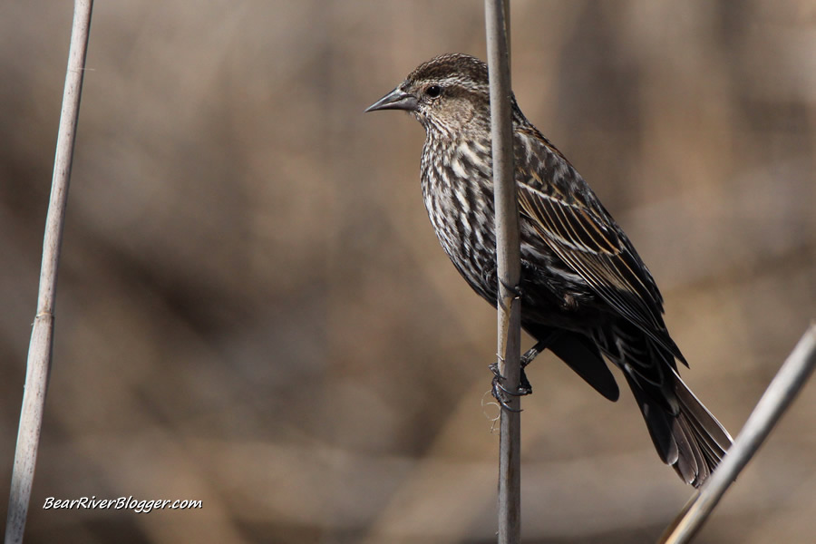 female red-winged blackbird on a cattail