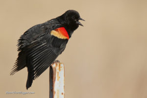 red-winged blackbird singing on a fence post on the bear river migratory bird refuge