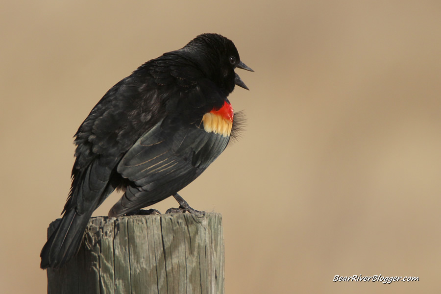 red winged blackbird on a fence post singing