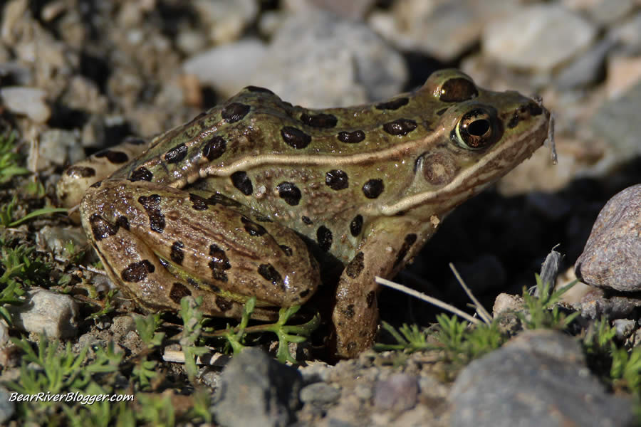 small toad on the bear river migratory bird refuge
