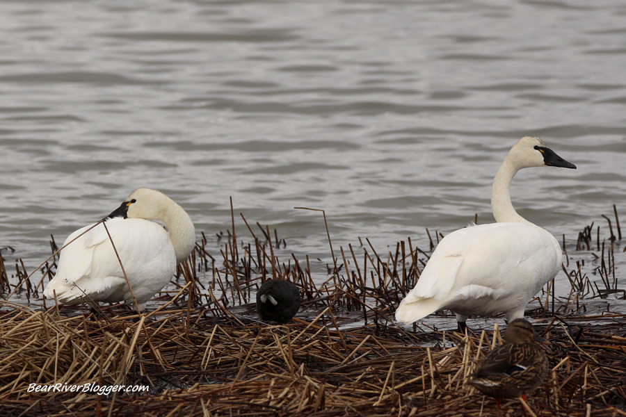 tundra swans sitting on some cattails