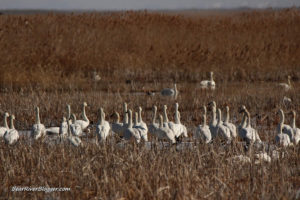 tundra swans on the bear river migratory bird refuge