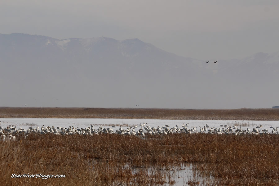 tundra swans on the bear river migratory bird refuge auto tour route