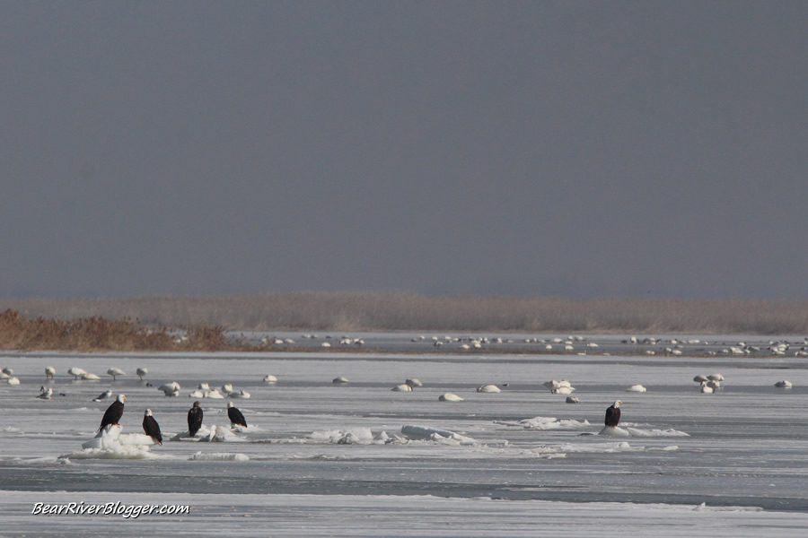 bald eagles and tundra swans on the bear river migratory bird refuge auto tour route