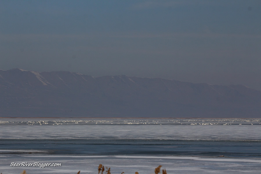 tundra swans sitting on the ice on the bear river migratory bird refuge