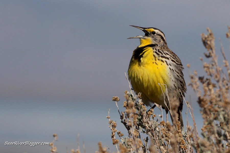 western meadowlark signing atop a sagebrush plant