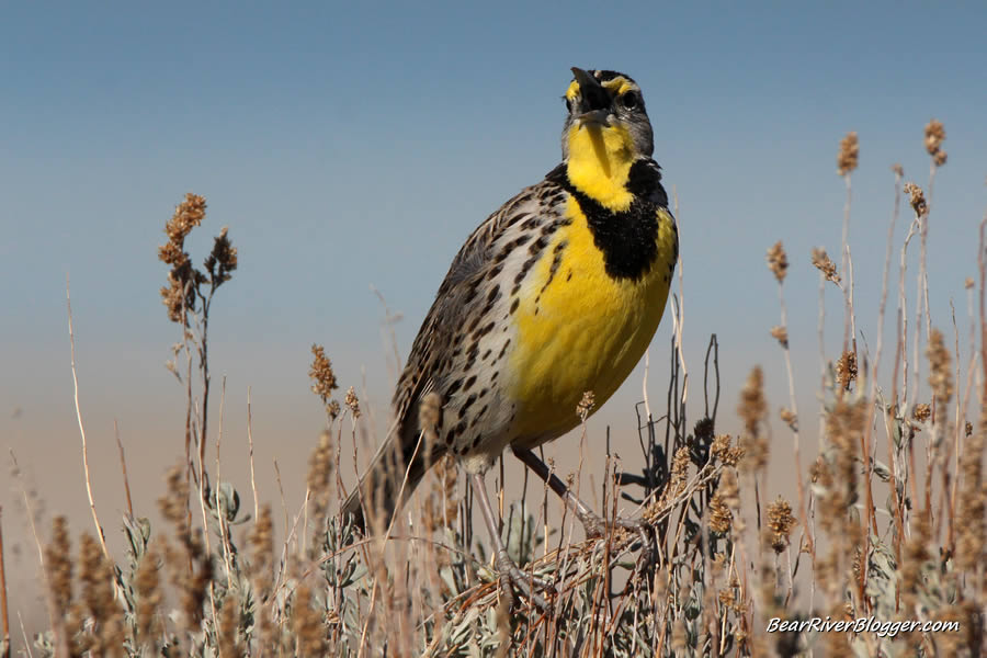 singing western meadowlark on antelope island