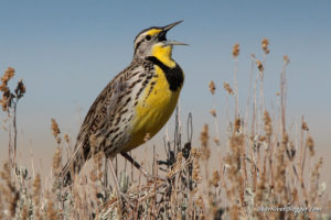 western meadowlark singing atop some sagebrush