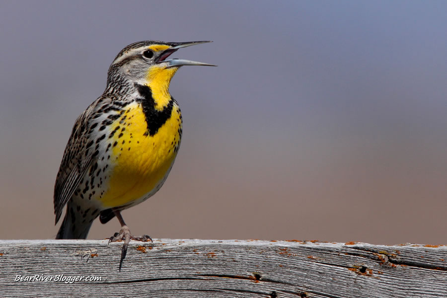 western meadowlark singing on the bear river migratory bird refuge