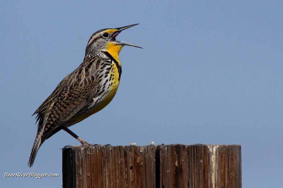 singing western meadowlark on the bear river migratory bird refuge