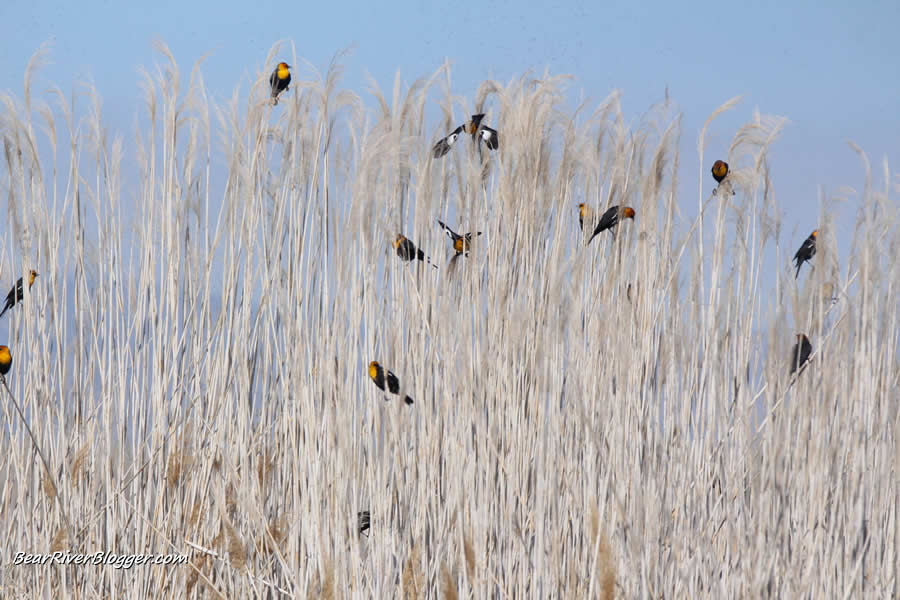 yellow-headed blackbirds on the bear river migratory  bird refuge