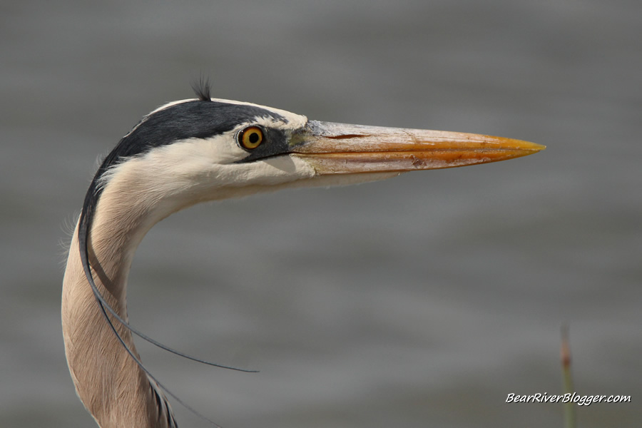 great blue heron close-up