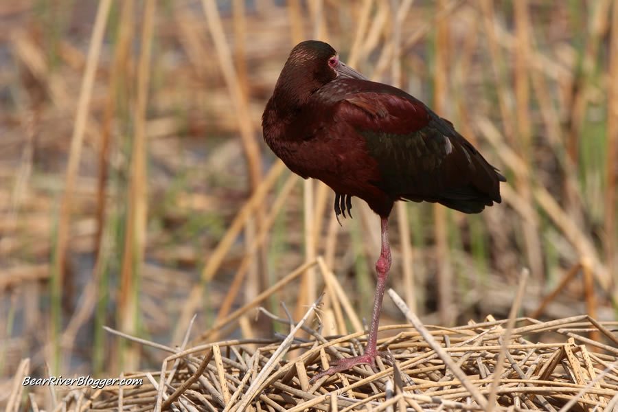 white-faced obis standing on some cattails on the bear river migratory bird refuge