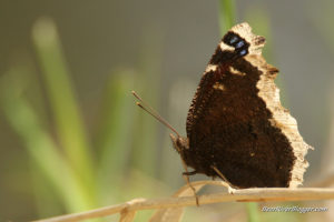 mourning cloak butterfly perched on a stick