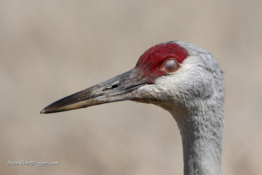 nictitating membrane on a sandhill crane