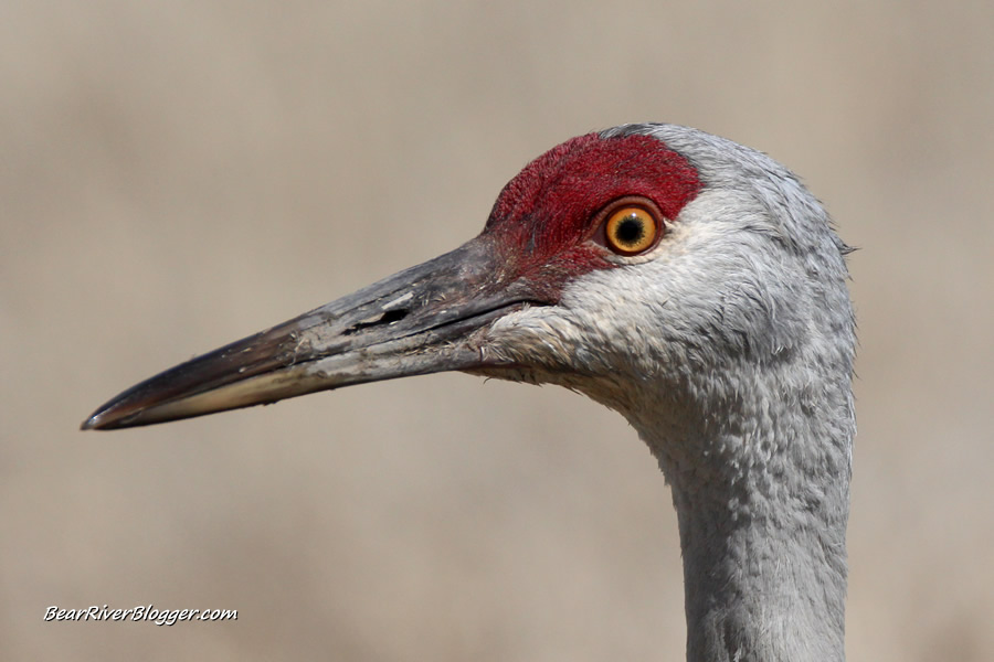 close-up of a sandhill crane