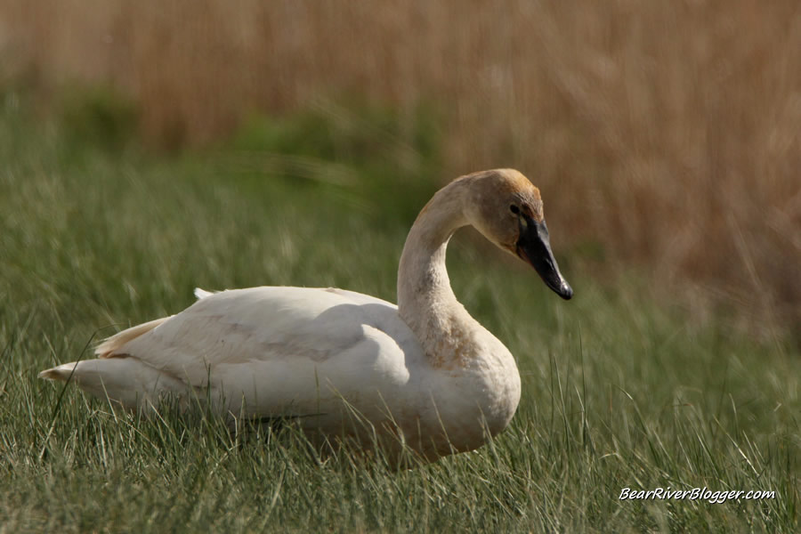 lone swan on the bear river migratory bird refuge