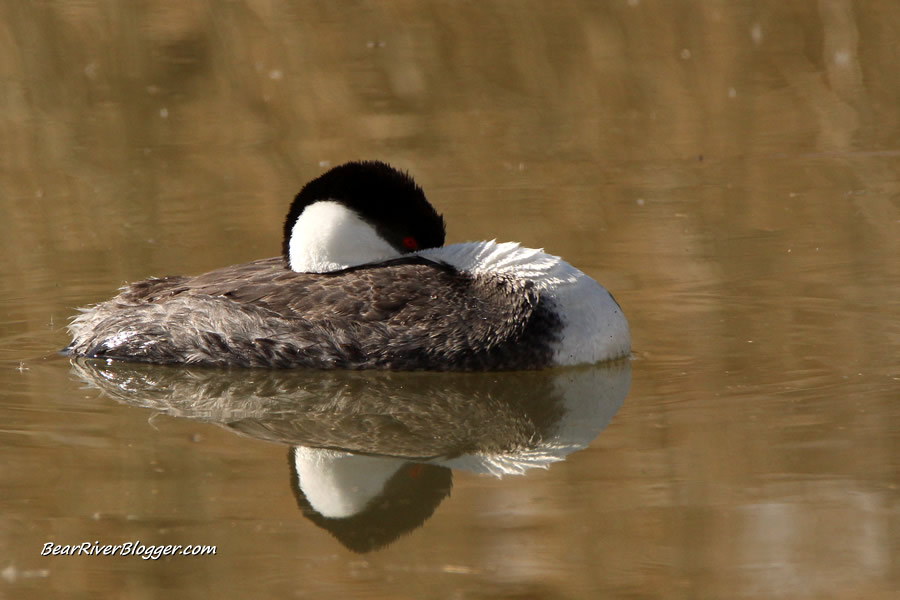 western grebe floating on the water on the bear river migratory bird refuge