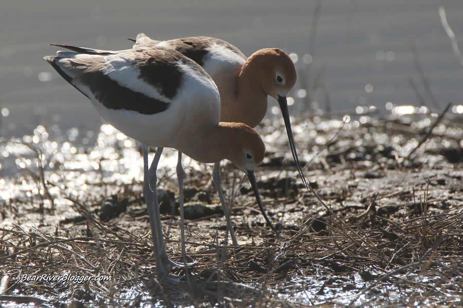 american avocets at farmington bay setting up a nest.