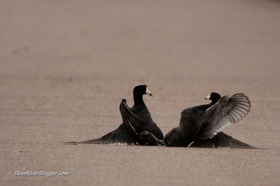 american coots fighting on the road at farmington bay