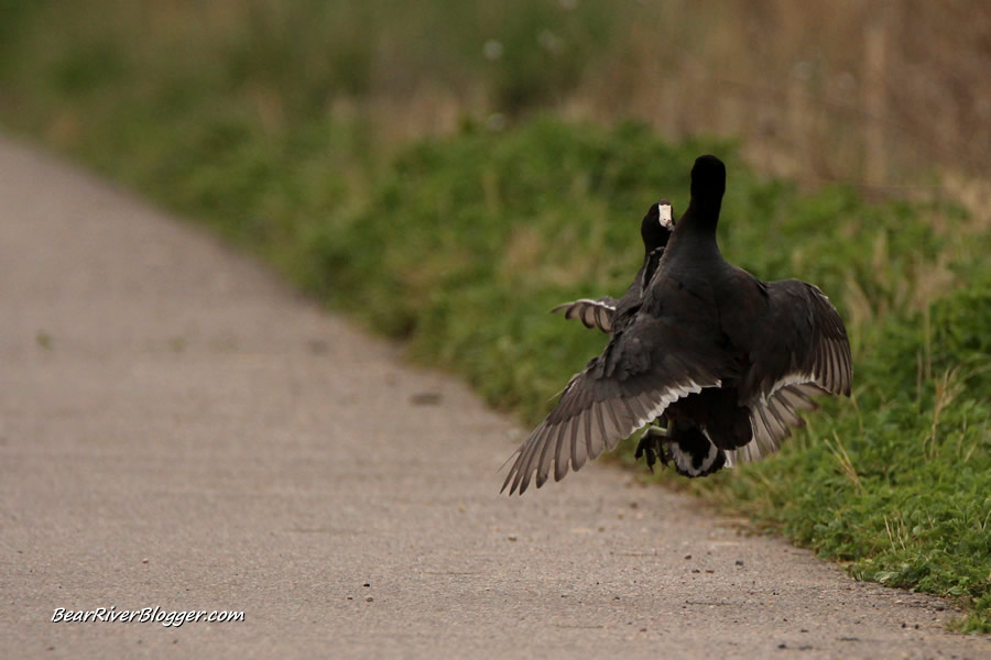 american coots fighting