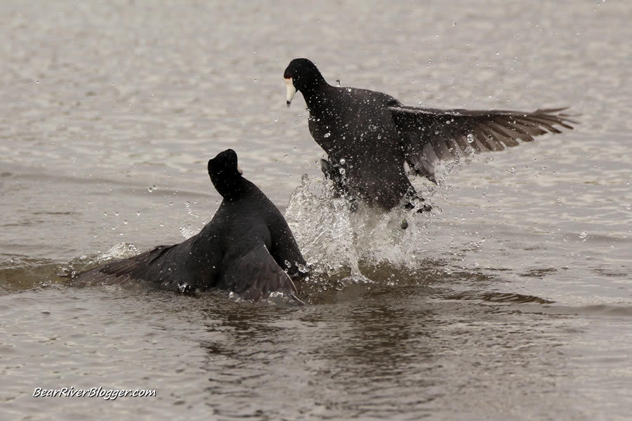 american coots fighting in the water at farmington bay