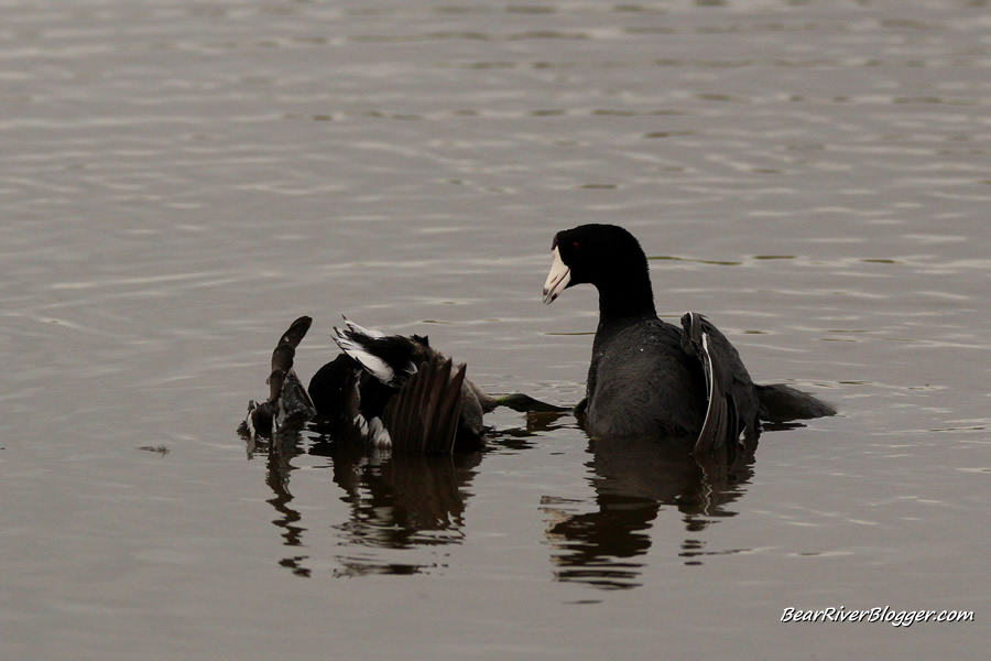 coots fighting in the water