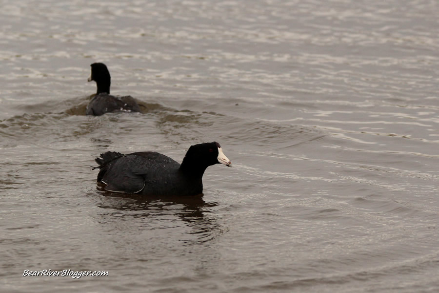 american coots on the water
