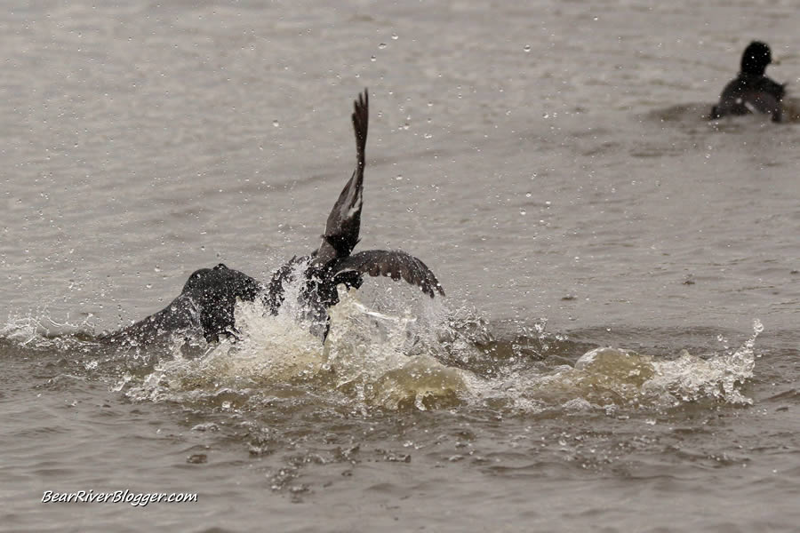 american coots fighting in the water at farmington bay