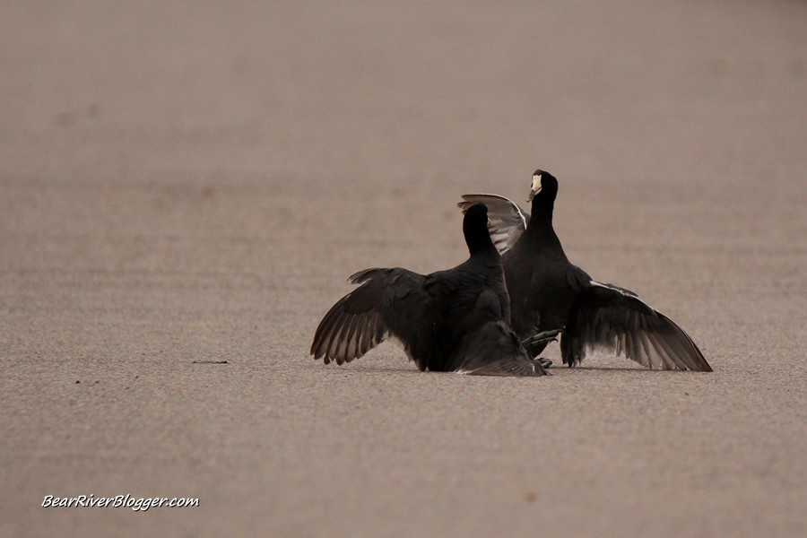 american coots at farmington bay fighting on the road