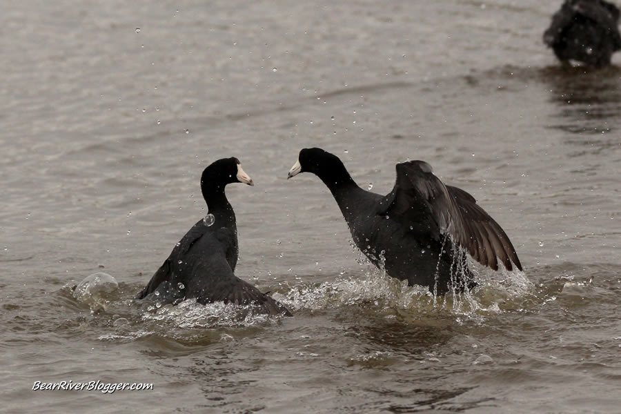 fighting american coots at farmington bay