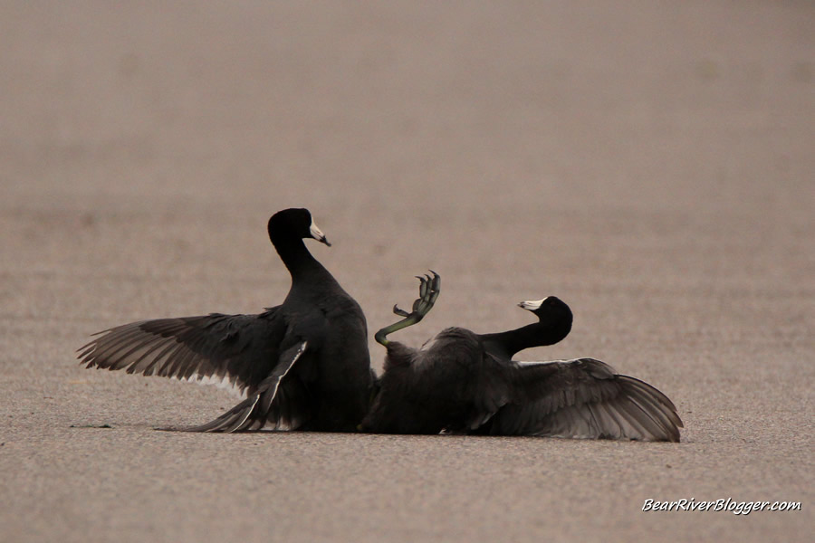 2 american coots fighting