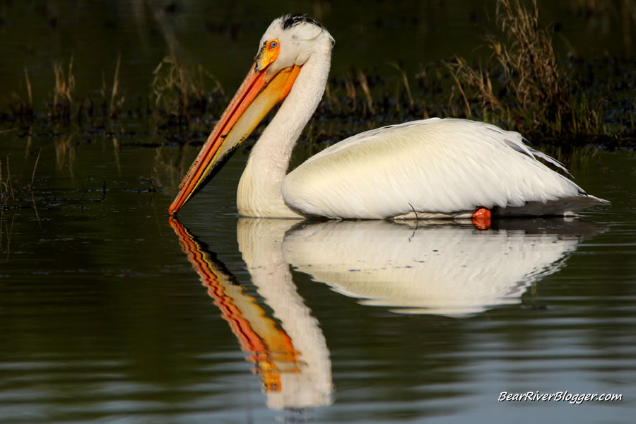 american white pelican on the water at farmington bay