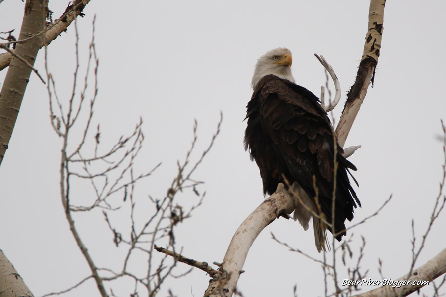 bald eagle in box elder county