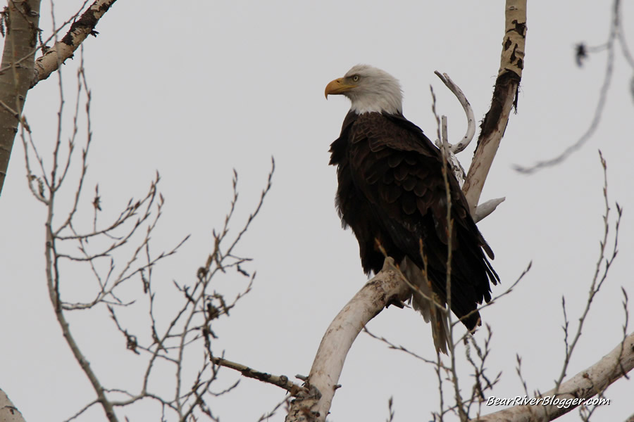 bald eagle perched in a tree