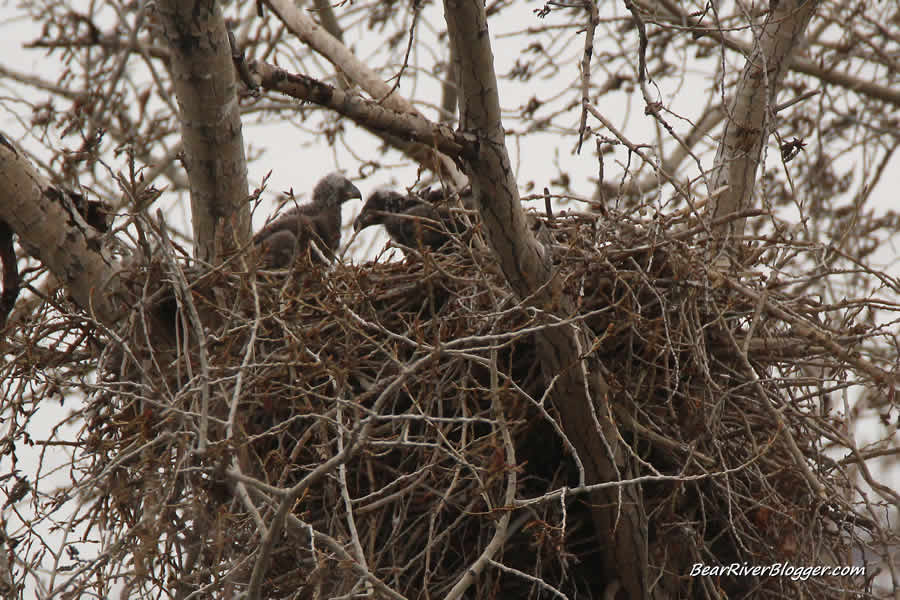 two eaglets in an active bald eagle nest in box elder county