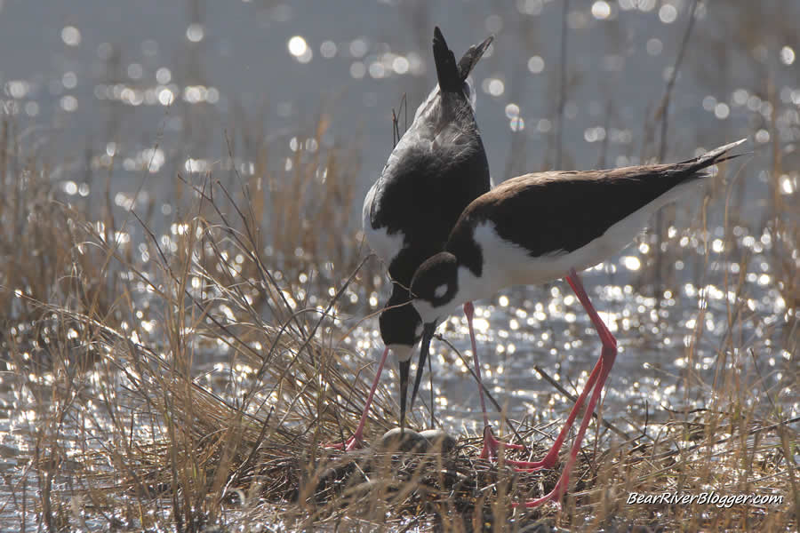 nesting pair of black-necked stilts with eggs in the nest at farmington bay