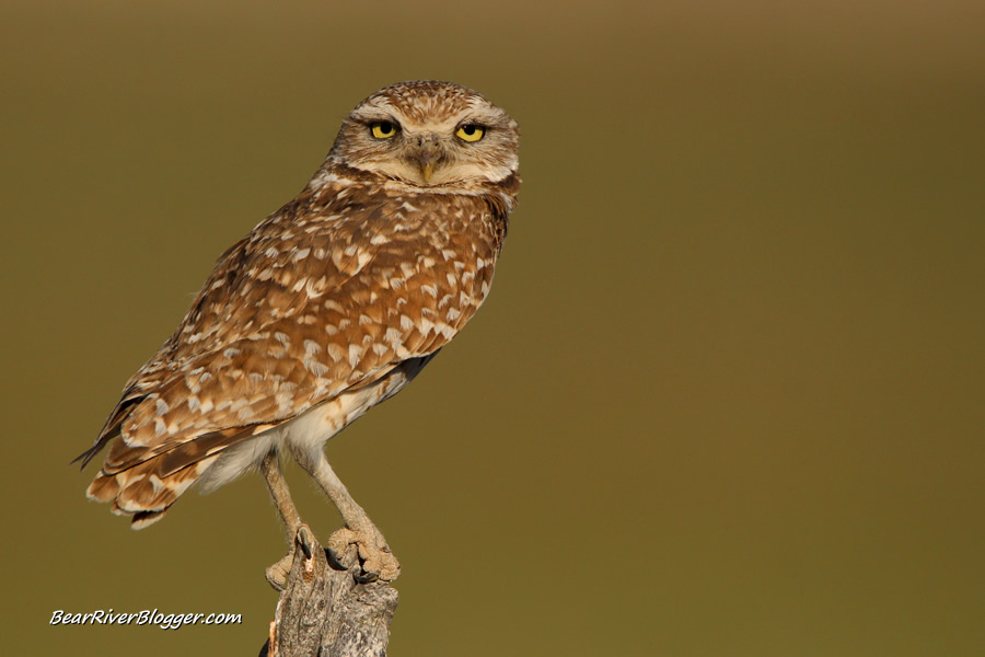 burrowing owl sitting on an old wooden fence post