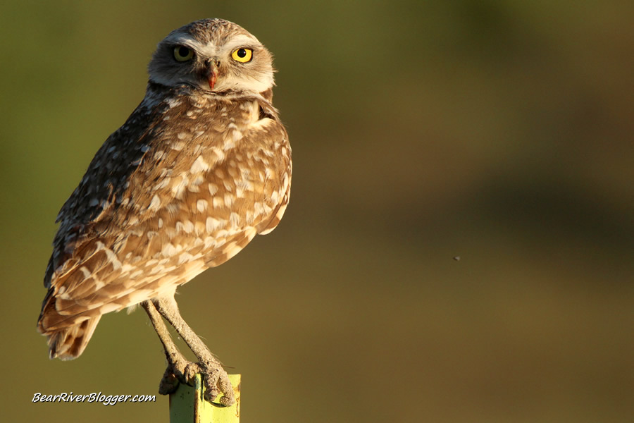 burrowing owl from promontory mountain sitting on a fence post