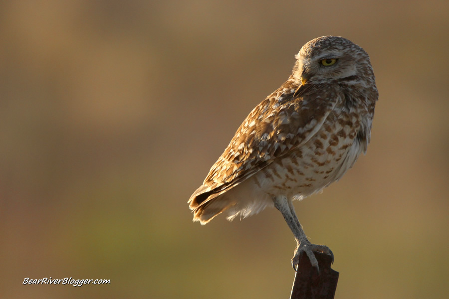 burrowing owl sitting on a fence post