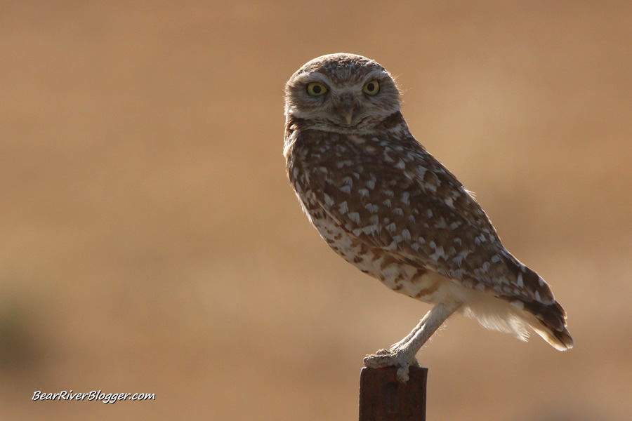 burrowing owl from promontory mountain sitting on a fence post