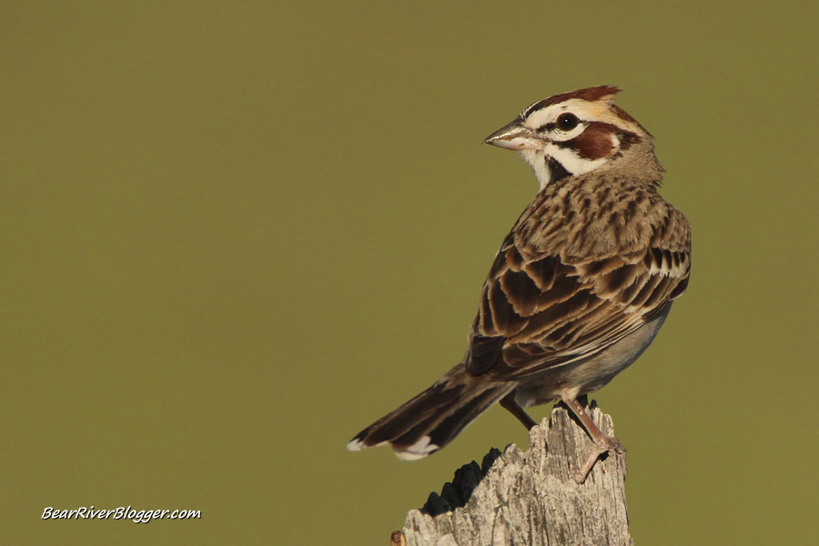 lark sparrow sitting on a wooden fence post