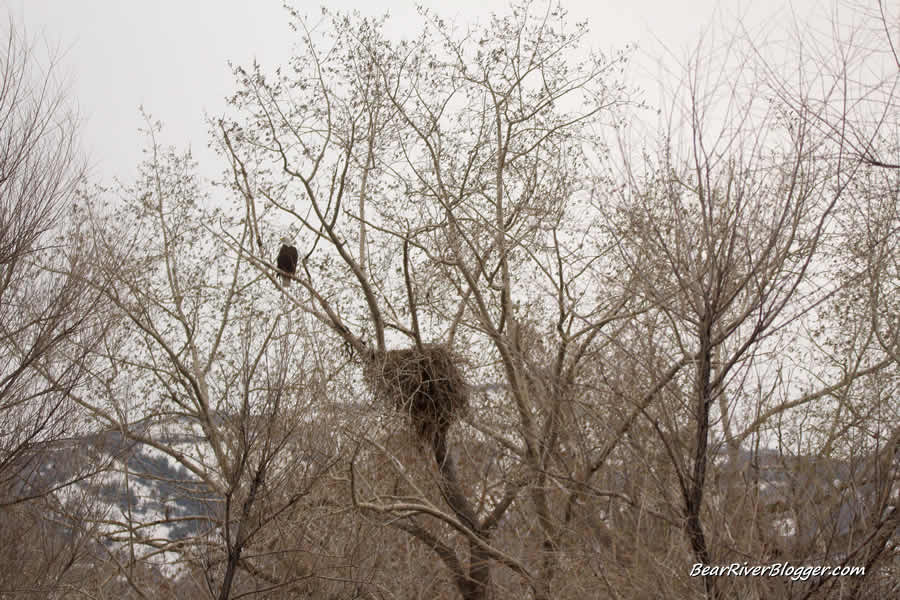 bald eagle and its nest in box elder county, Utah